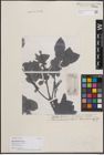 Foto von Salix daiseniensis Seemen